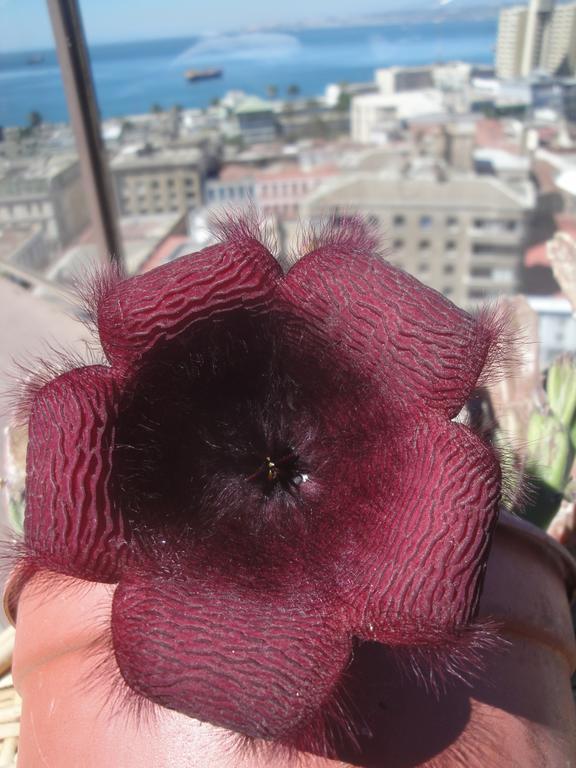 The Travelling Chile Ξενοδοχείο Valparaíso Εξωτερικό φωτογραφία